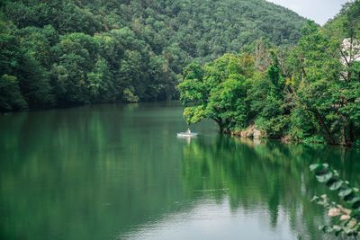 Scenic view of lake in forest