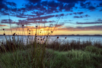 Close-up of silhouette plants on field at sunset