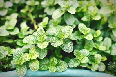 Full frame shot of fresh green leaves