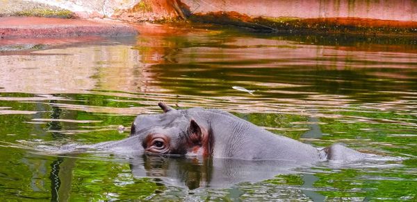 Dog swimming in lake