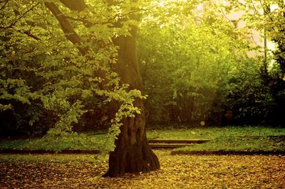 Trees in forest