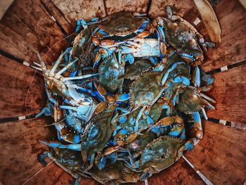 Directly above shot of crabs in bucket