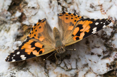 Close-up of butterfly on flower