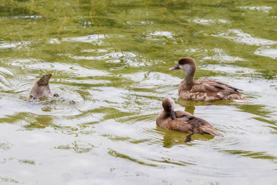 Duck swimming in lake