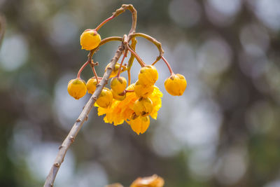 Close-up of yellow flowers against blurred background