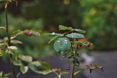 Close-up of raindrops on leaves