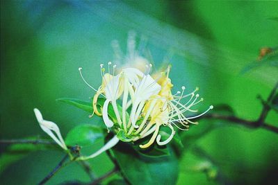 Close-up of flowers