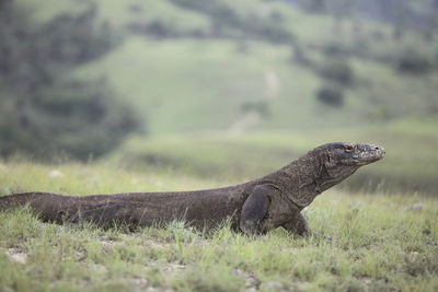 Komodo dragon on grassy field