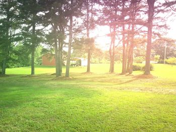 Trees on grassy field