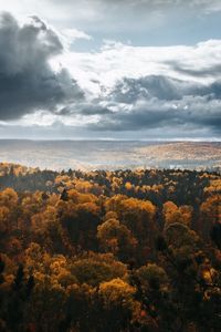 Scenic view of forest against sky