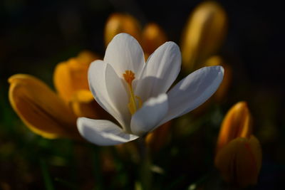 Close-up of white crocus flower