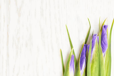 Close-up of purple flowering plant against white background