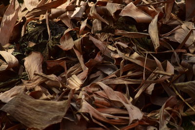 Full frame shot of dried autumn leaves on field