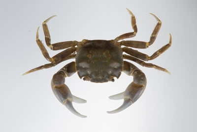 Close-up of crab against white background