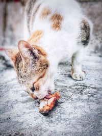 Close-up of a cat resting