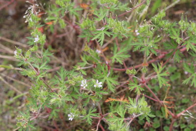 Close-up of plants