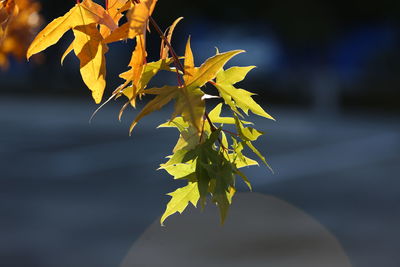 Close-up of yellow maple leaves