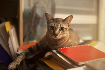 Tabby cat lying in pile of books and look at the camera