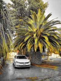 Cars on road by palm trees in city