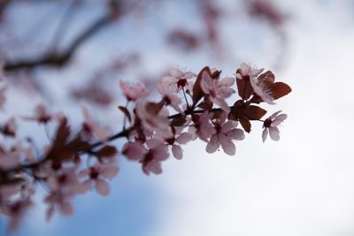 Low angle view of pink flowers blooming on tree