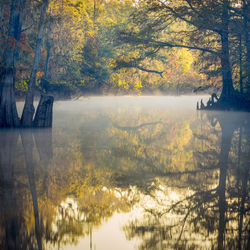 Scenic view of lake in forest during autumn