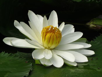 Close-up of white water lily in lake