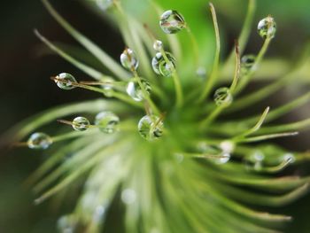 Close-up of water drops on plant