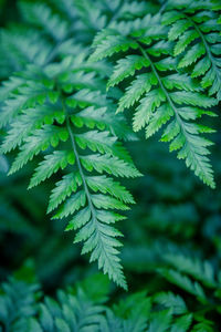 Close-up of fresh green leaves