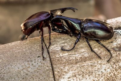 Close-up of insect