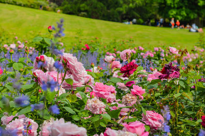 Close-up of pink flowers in park