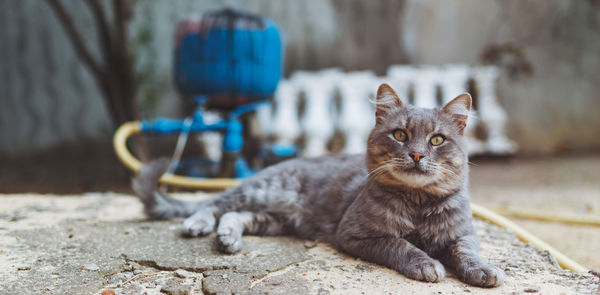 Portrait of cat sitting on retaining wall