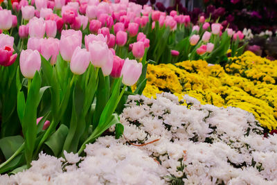 Close-up of pink tulip flowers at market
