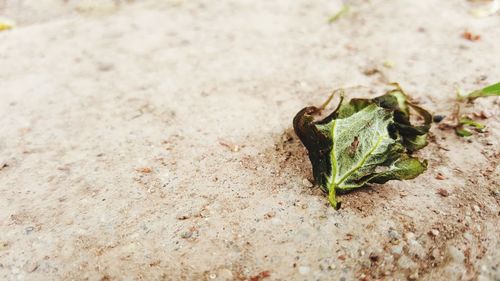 Close-up of lizard