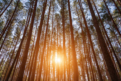 Low angle view of trees in forest