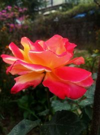 Close-up of pink rose blooming outdoors