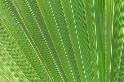 Full frame shot of palm leaf