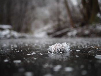 Close-up of snow on tree