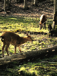 Deer in the field