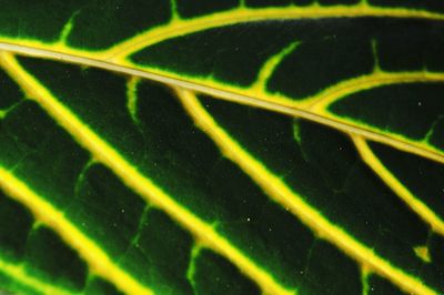 Full frame shot of leaf
