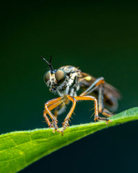 Close-up of insect on leaf