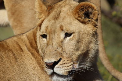 Close-up portrait of lion