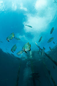 Fishes swimming in sea