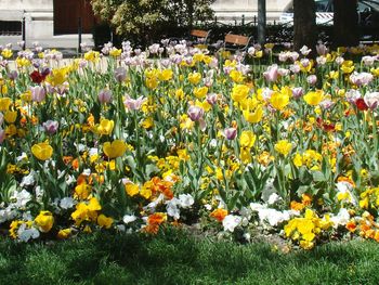 Yellow flowers in park