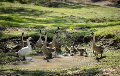 Birds in a lake