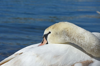 Bird in water