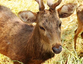 Close-up of deer on field