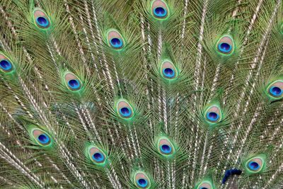 Close-up of peacock feathers