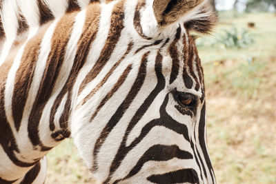 Close-up of a horse