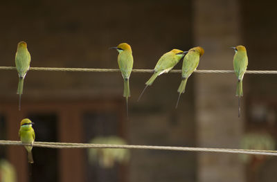Close-up of bird perching on leaf