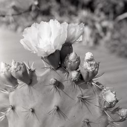 Close-up of flowers